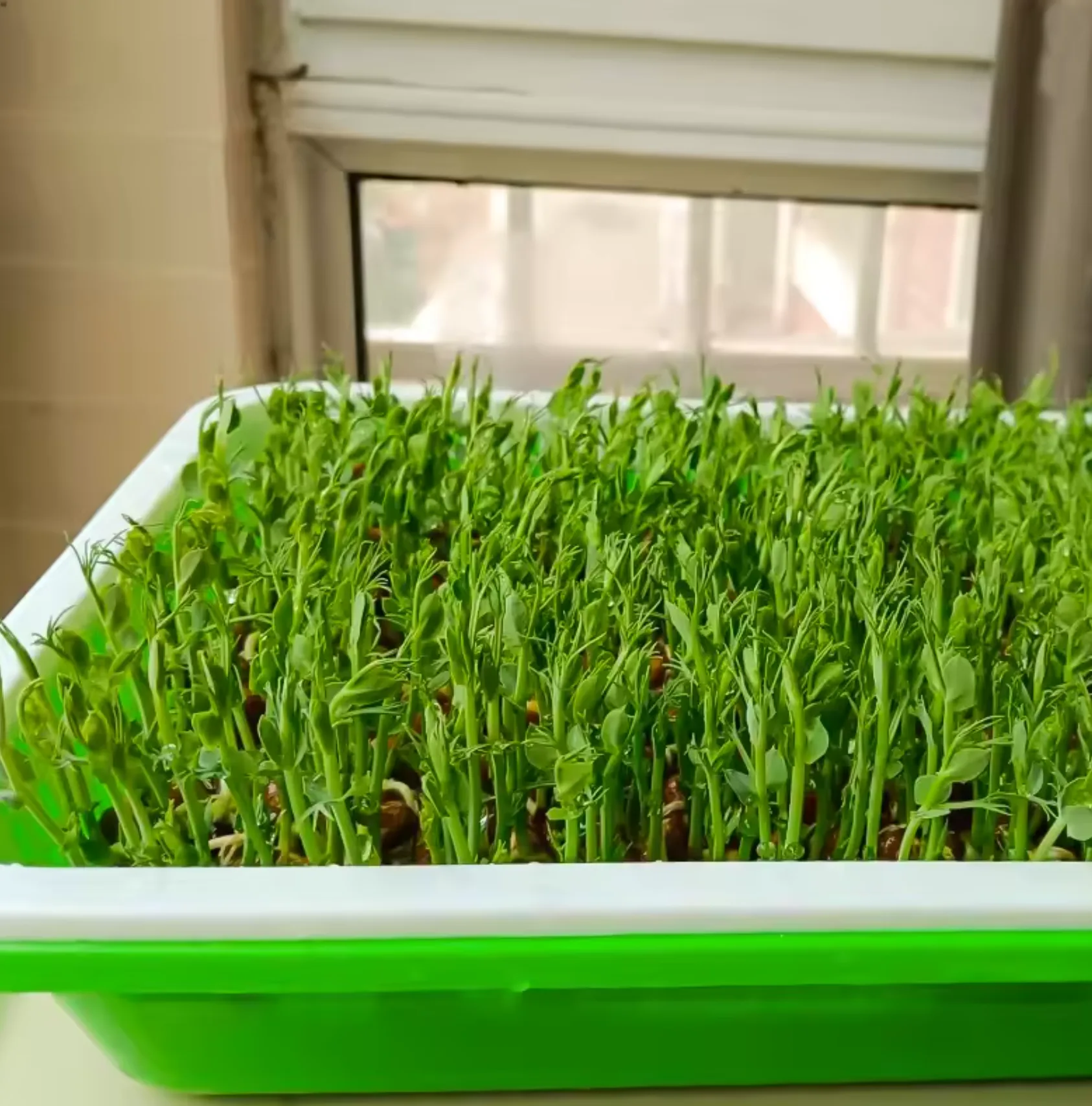 Kweekbak met dichte groene microgroenten (erwtenscheuten) bij een raam binnenshuis