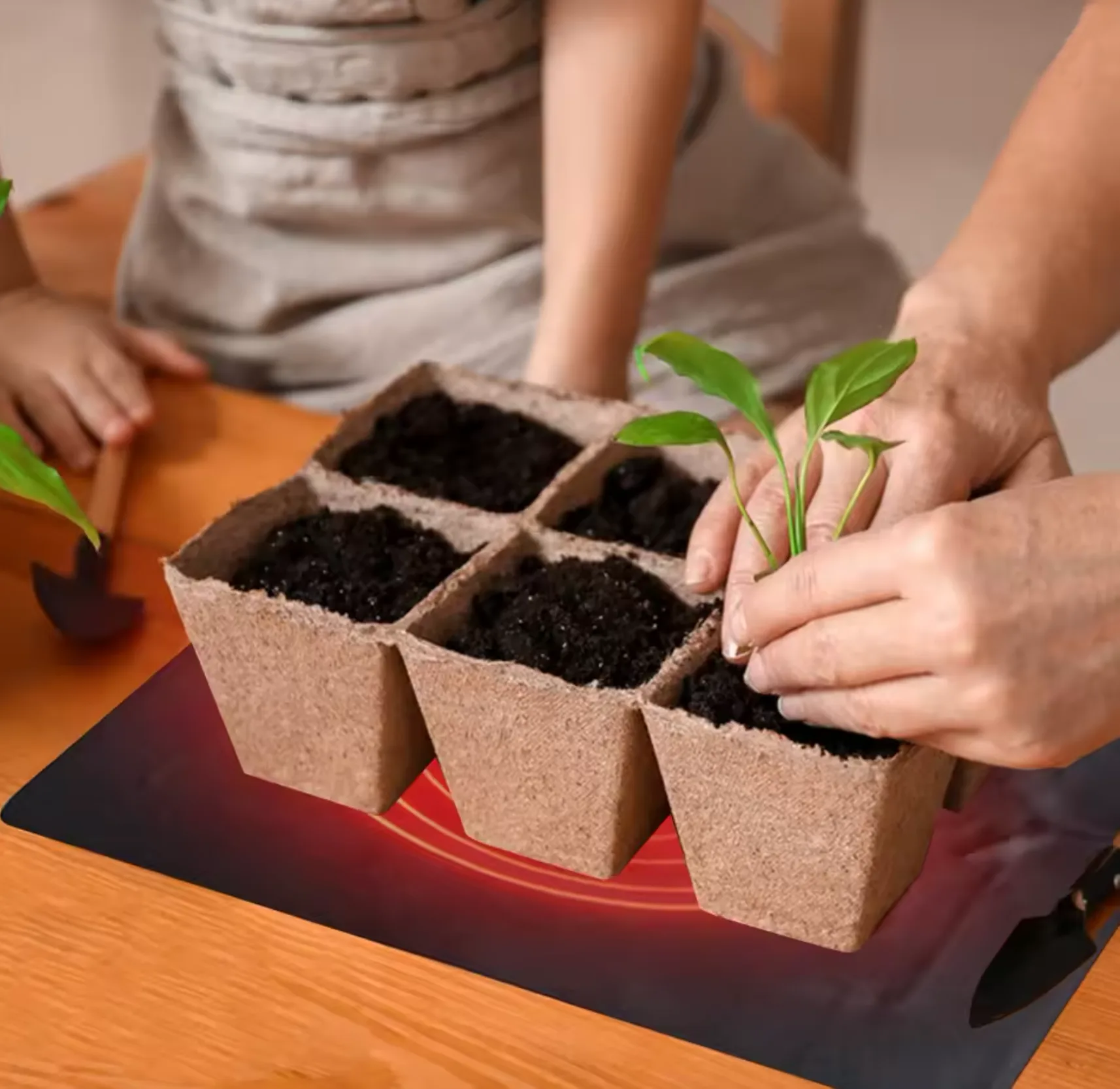 Handen planten jonge zaailingen in potjes op een warmtemat
