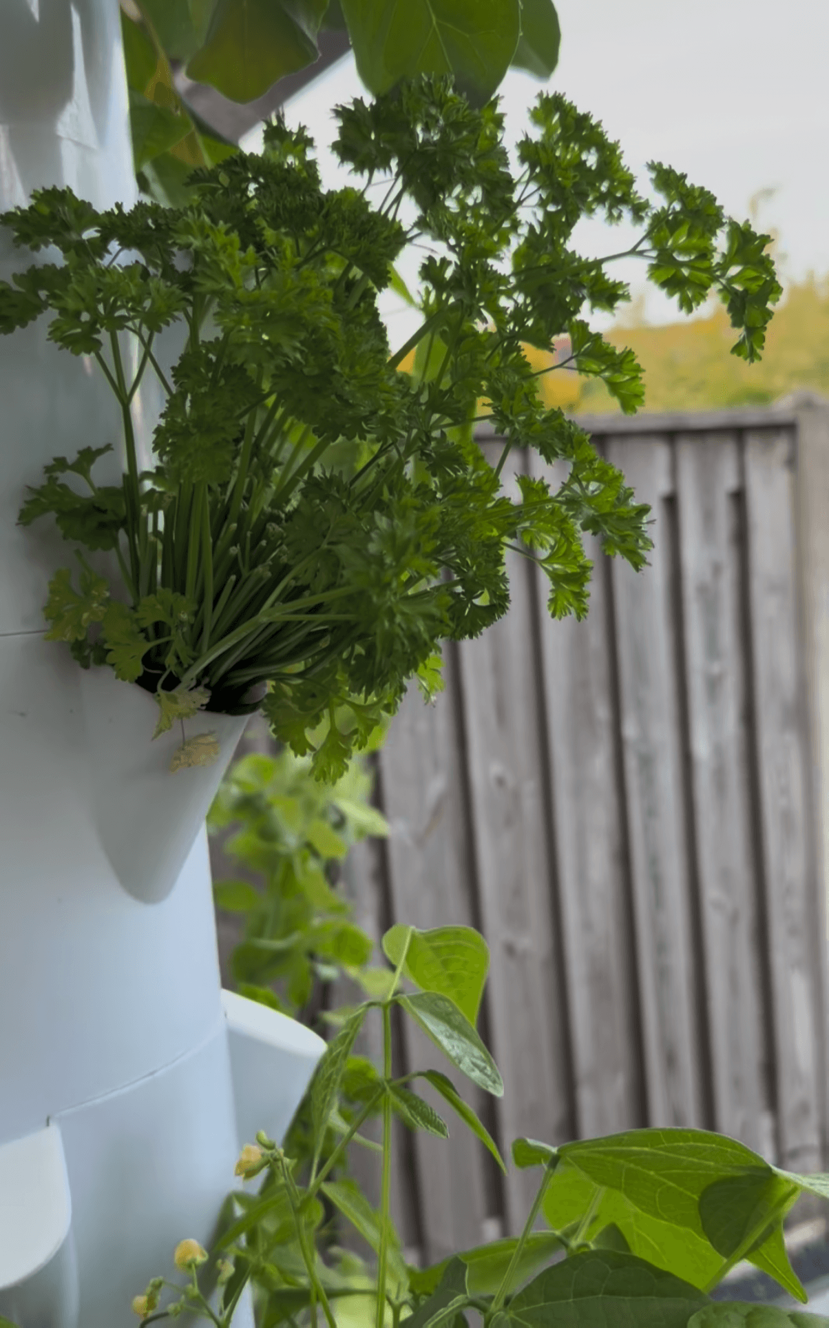 Peterselie en kruiden in een Florivex hydrocultuur toren