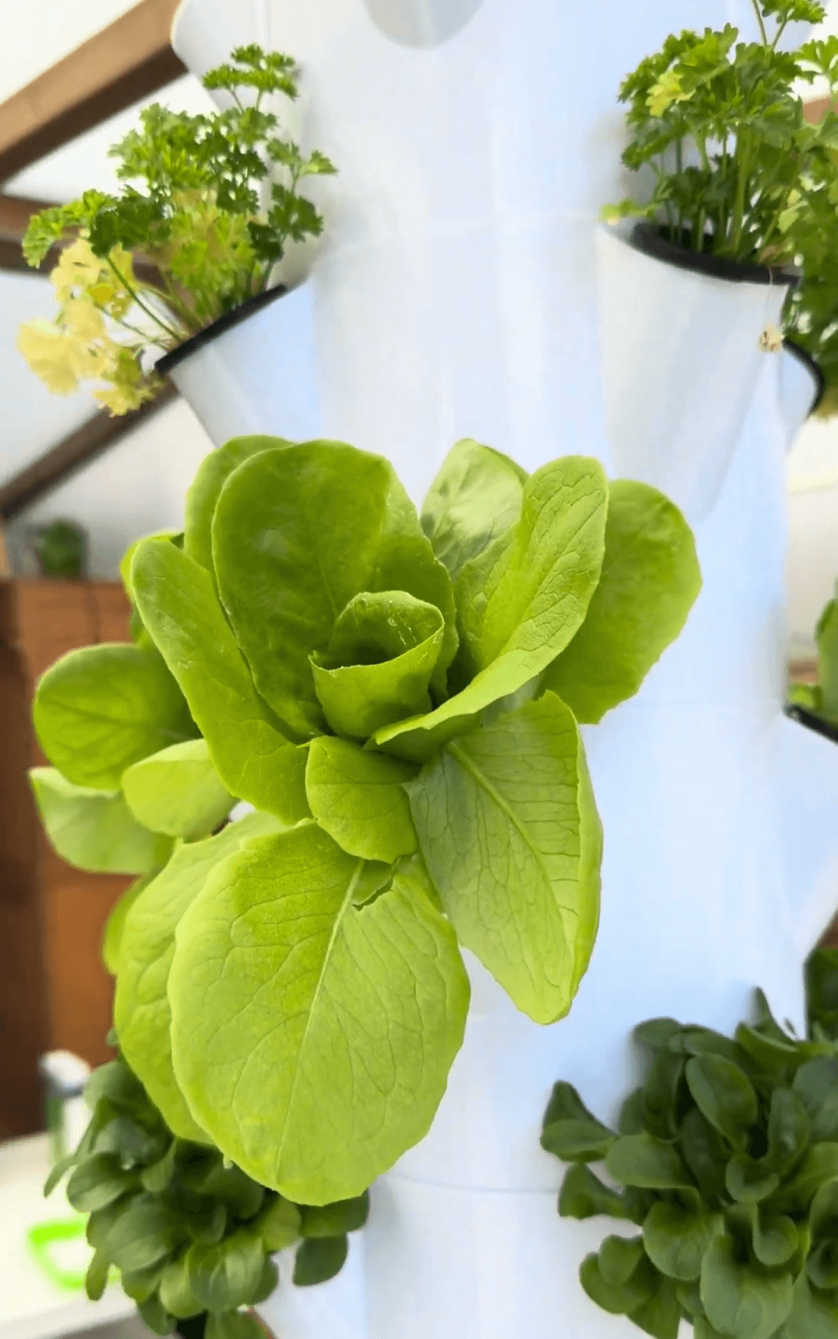 Groene sla groeiend in een Florivex hydrocultuur toren