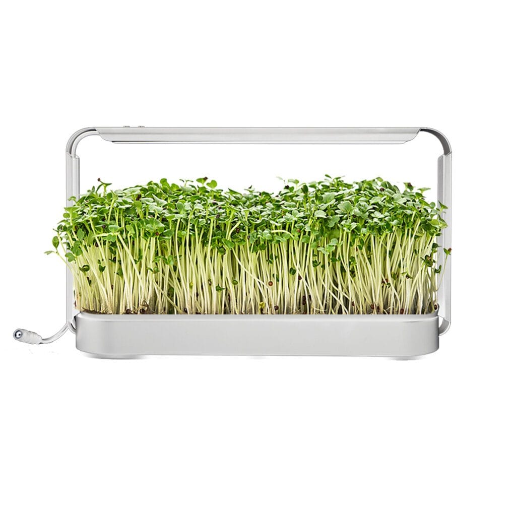 Microgroenten kweekset met witte LED-lamp (timer en dimmer) met groene microgreens in kweekbak